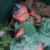 Reborn Artist Collectibles Lifelike Fake Dolls Unpainted Painted Floppy Silicone Reborn Baby Girl Dol